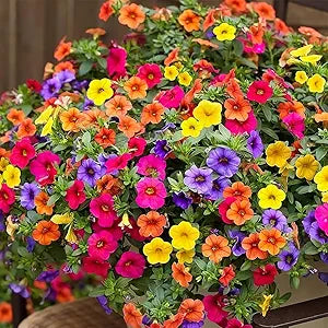 Mixed Hanging Petunia Petunia spp Flower Seeds for Planting in Hanging Baskets Heirloom Non-GMO Seeds