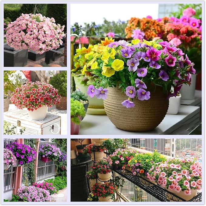 Petunia Petunia spp. Seeds for Planting in Flower Bed & Garden Heirloom Non-GMO Seeds