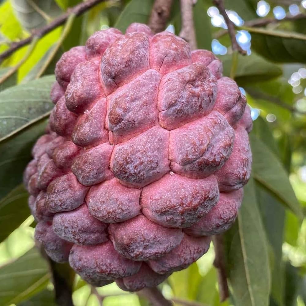 Sugar Apple Seeds for Planting Annona squamosa for tropical home gardens and fruit groves Fruit Seeds for Home Gardens, Containers & Outdoor Growing