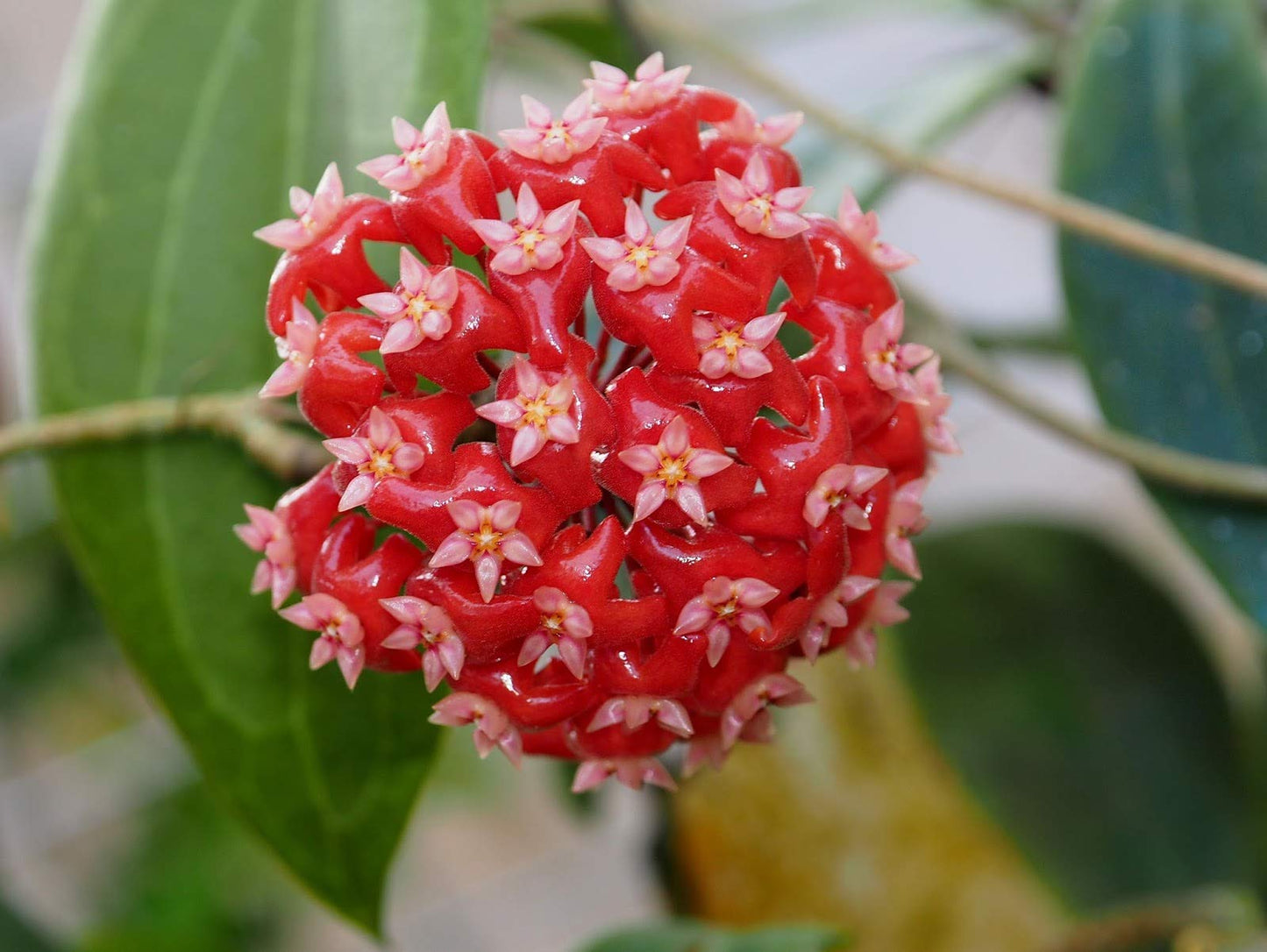 Mixed Hoya Hoya spp Flower Seeds for Planting in Indoor Garden and Hanging Basket Heirloom Non-GMO Seeds