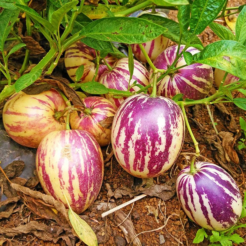 Solanum Muricatum Melon Pear Fruit Seeds for Planting in Vegetable Patch Fruit Seeds for Home Gardens, Raised Beds & Outdoor Growing