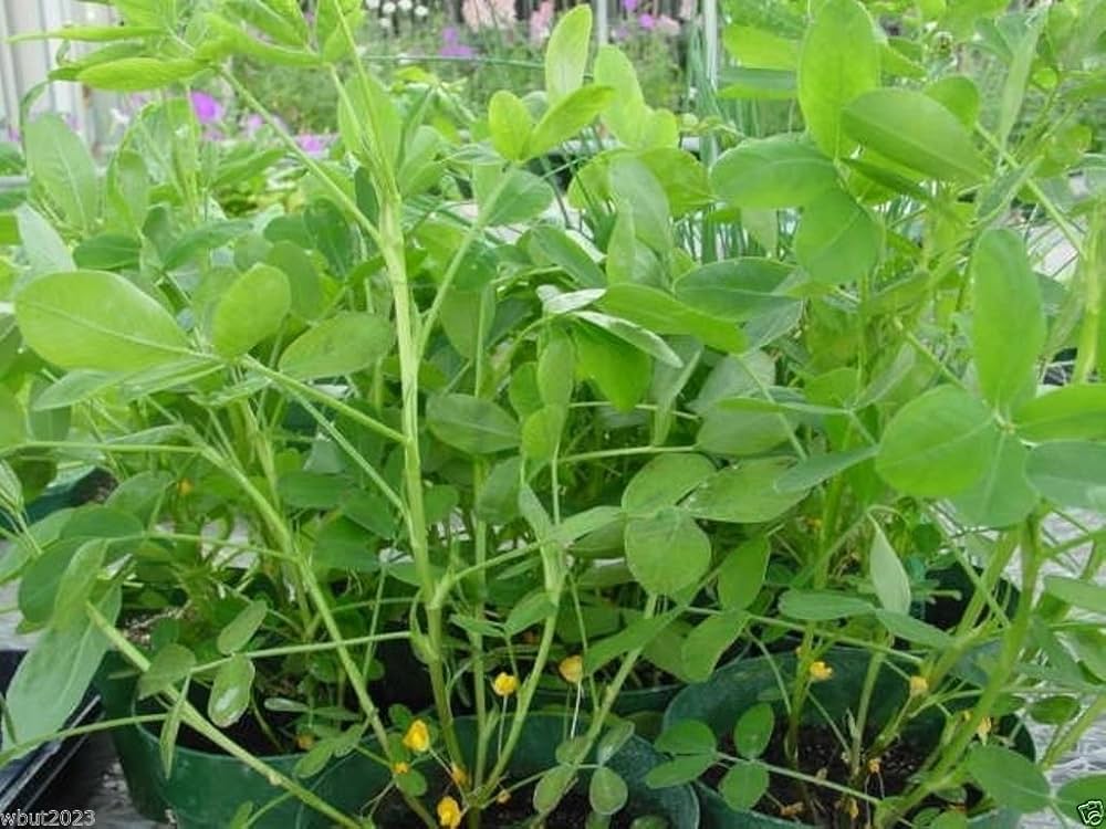 Champ Peanut Seeds for Planting Arachis hypogaea for home gardens and edible patches for Planting, Premium Vegetable See