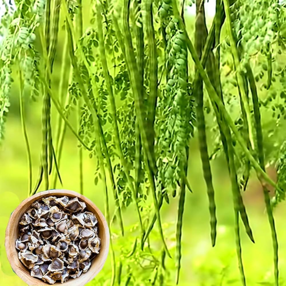 Moringa Tree Seeds Moringa oleifera for Planting in Vegetable Patch for Planting, Premium Seeds | Heirloom Non-GMO