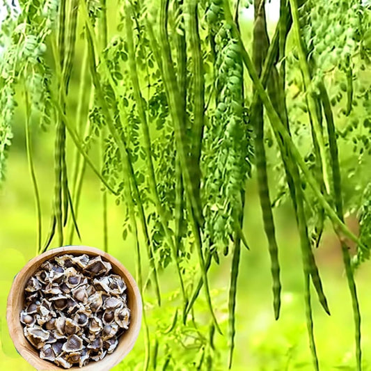 Moringa Tree Seeds Moringa oleifera for Planting in Vegetable Patch for Planting, Premium Seeds | Heirloom Non-GMO