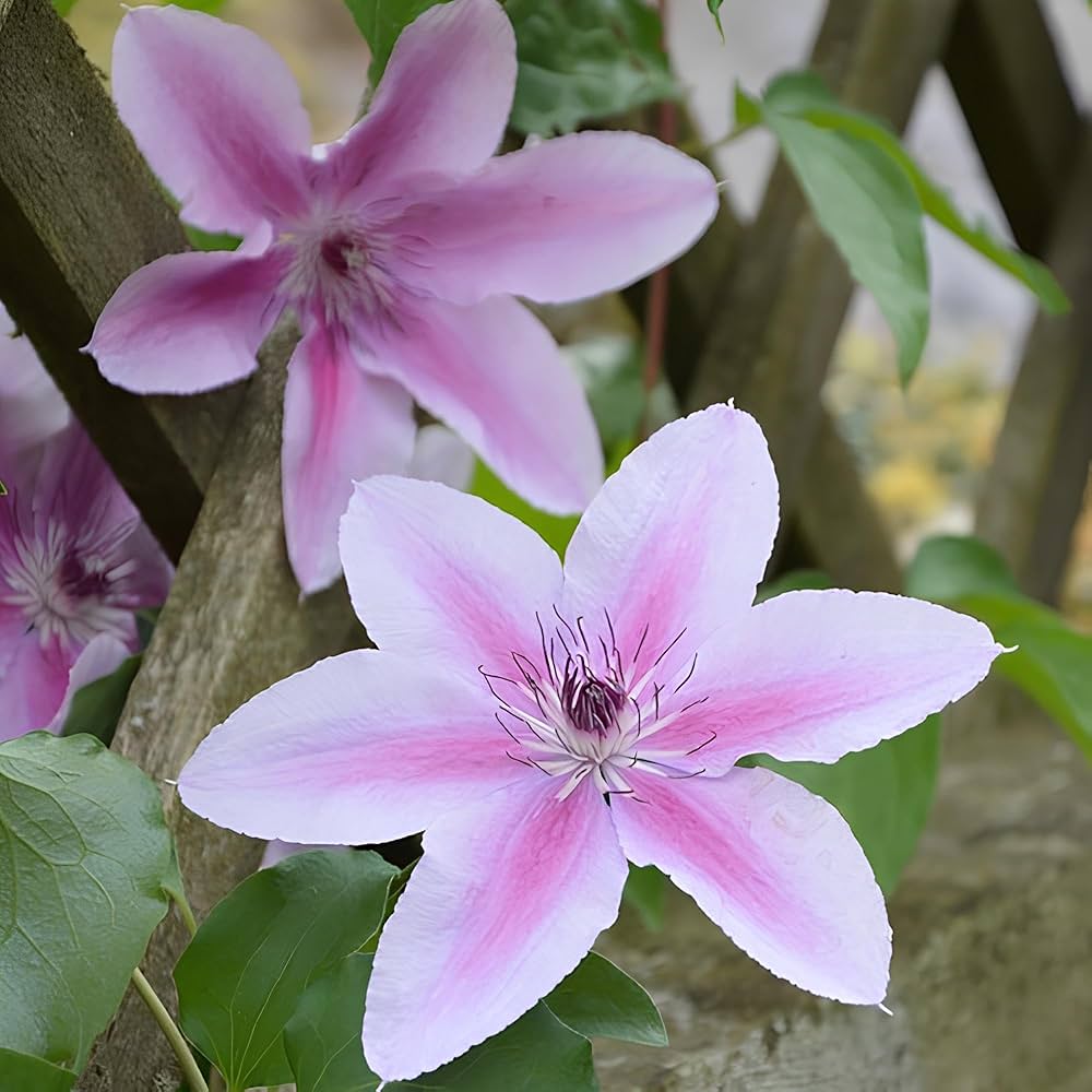 Clematis Seeds for Planting Clematis Vitalba flower bed trellis garden Heirloom Non-GMO Seeds
