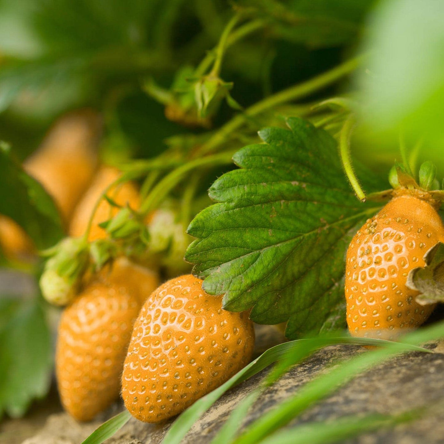 Mixed Strawberry Fragaria ¡Á ananassa Seeds for Planting vegetable patch urban garden Perennial Fruit Seeds for Home Gardens, Raised Beds & Containers