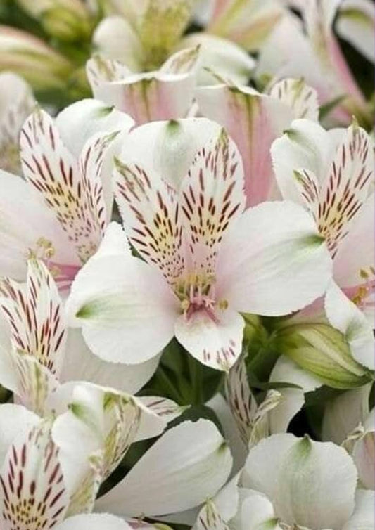 Peruvian Lily Flower Seeds Alstroemeria for Planting in Flower Bed Heirloom Non-GMO Seeds