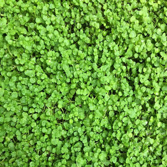 Mini Corsican Mint Mentha requienii Seeds for Planting in Herb Garden | Heirloom Non-GMO Herb Seeds for Home Gardens