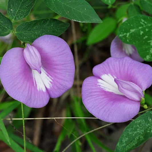 Shankhapushpam Clitoria ternatea Seeds for Planting in Herbal Garden and Flower Bed Heirloom Non-GMO Seeds