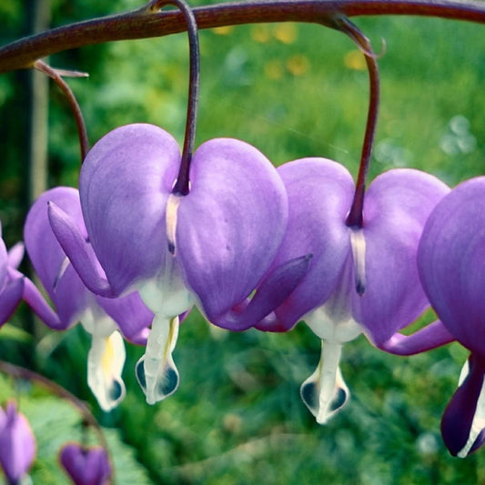 Dicentra Spectabilis Flower Dicentra spectabilis Seeds for Planting home garden flower bed Heirloom Non-GMO Seeds