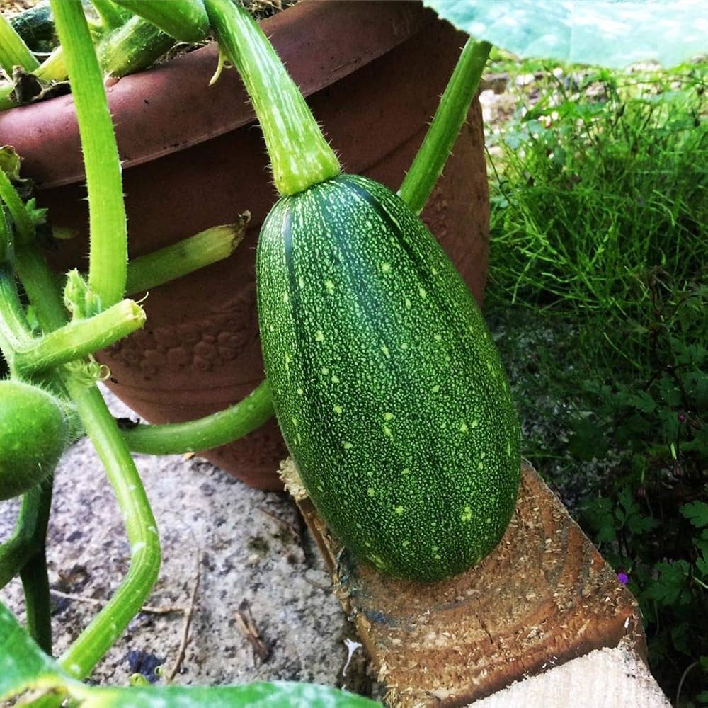 Long Pie Pumpkin Cucurbita pepo Seeds for Planting in Vegetable Patch for Planting, Premium Seeds | Heirloom Non-GMO