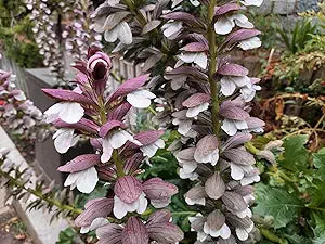 ACANTHUS MOLLIS Acanthus mollis Flower Seeds for Planting in Flower Bed Heirloom Non-GMO Seeds