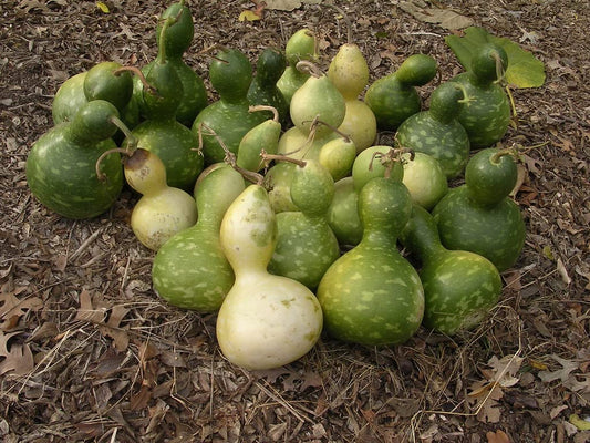 Bird House Bottle Pumpkin Seeds for Planting Lagenaria siceraria for vegetable patches and ornamental gardens for Planti