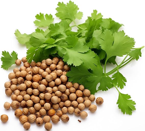Coriander Coriandrum Sativum Seeds for Planting in Herb Garden & Vegetable Patch for Planting, Premium Seeds | Heirloom