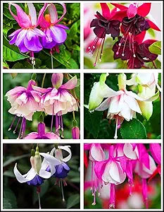 Fuchsia Fuchsia spp Flower Seeds for Planting in Flower Bed Heirloom Non-GMO Seeds