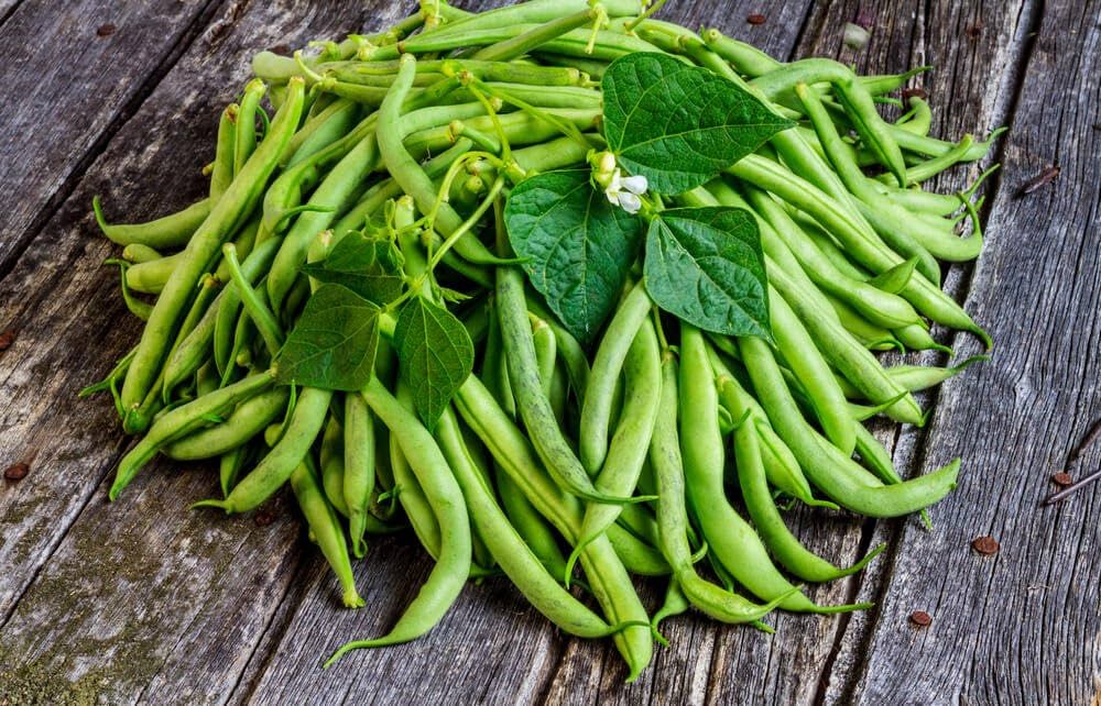 Stick Beans Vegetable Plant Seeds for Planting in Vegetable Patch for Planting, Premium Vegetable Seeds | Heirloom Non-G