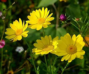 Chrysanthemum Chrysanthemum spp. Seeds for Planting in Flower Bed & Garden Heirloom Non-GMO Seeds