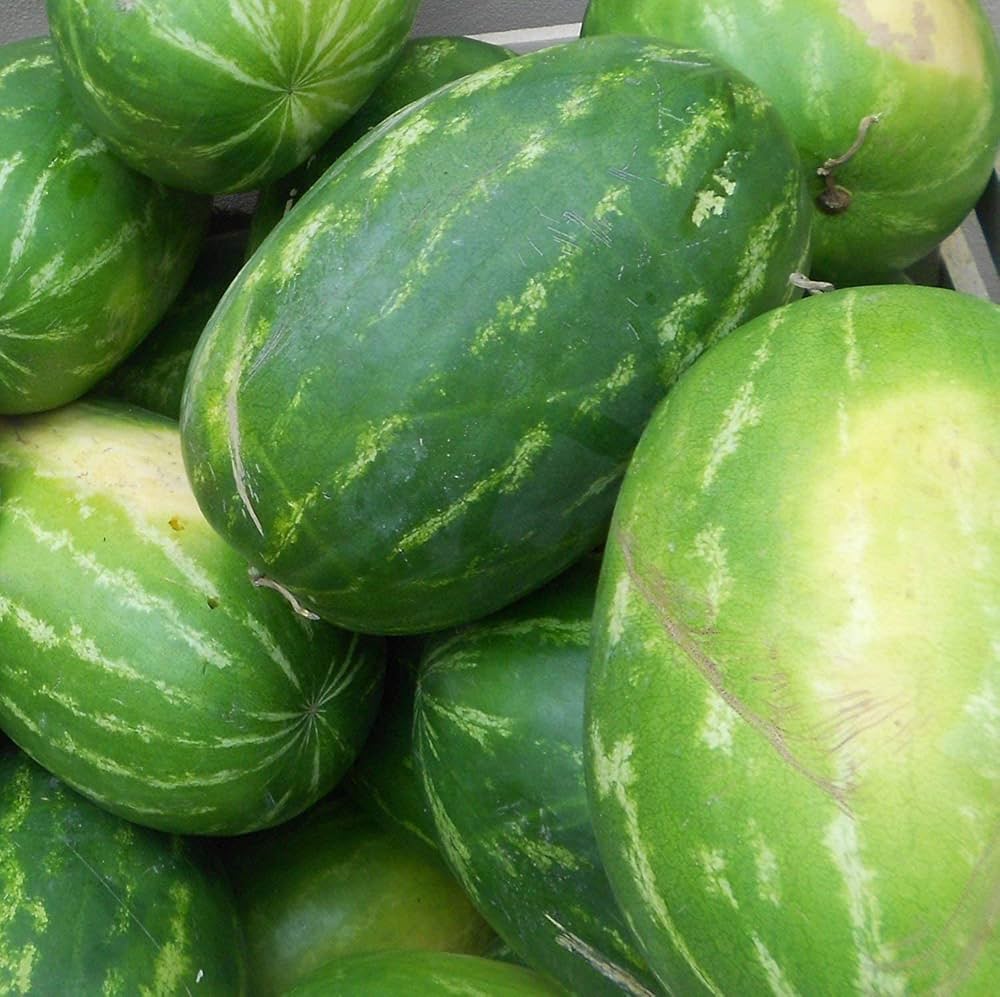 Mixed Watermelon Citrullus lanatus Seeds for Planting urban garden home garden Fruit Seeds for Home Gardens, Raised Beds & Outdoor Growing