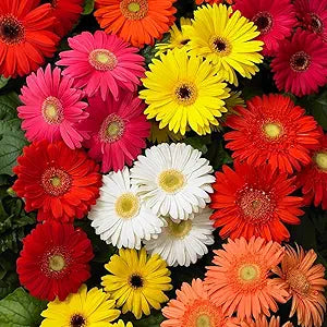 Gerbera Daisy Gerbera jamesonii Mixed Flower Seeds for Planting in Flower Bed & Garden Heirloom Non-GMO Seeds