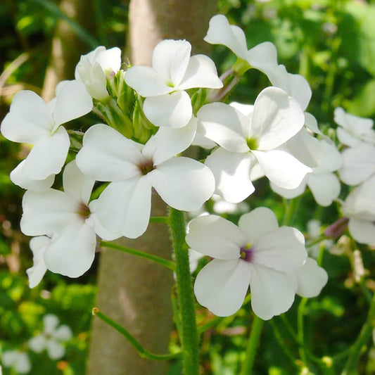 Dame¡¯s Rocket Flower Seeds for Planting Hesperis Matronalis for Flower Beds Heirloom Non-GMO Seeds