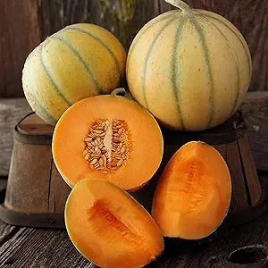Charentais Melon Cantaloupe Cucumis melo Seeds for Planting in Vegetable Patch & Home Garden Fruit Seeds for Home Gardens, Raised Beds & Outdoor Growing