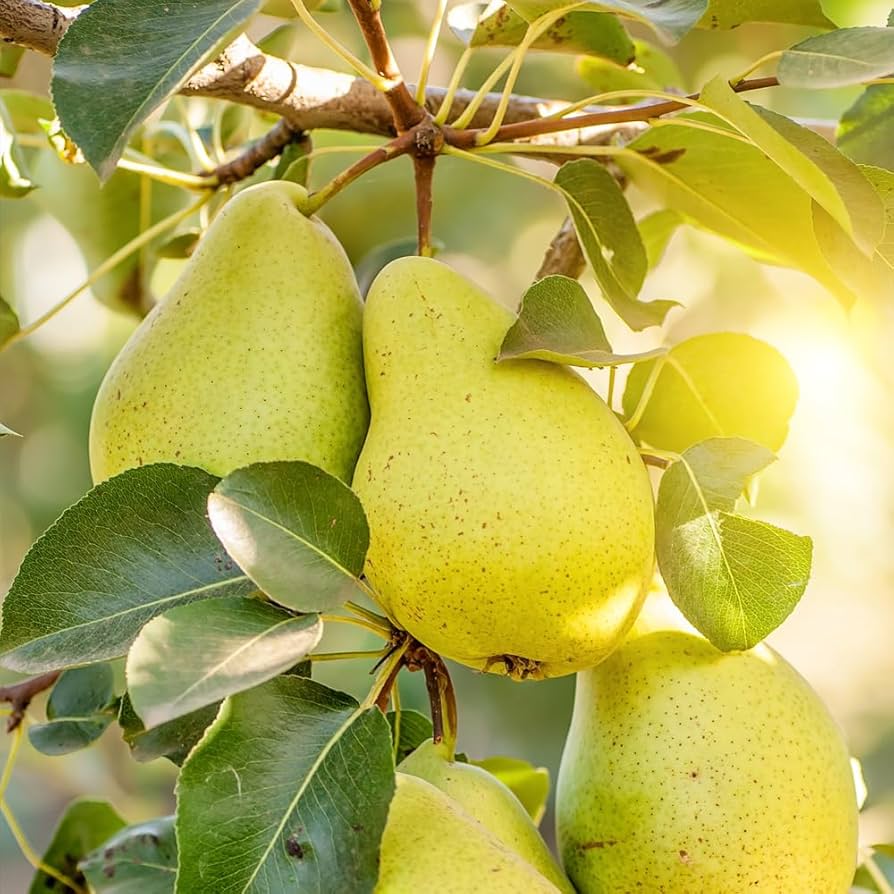 Bartlett Pear Seeds for Planting Pyrus communis for orchards and backyard edible gardens Fruit Seeds for Home Gardens, Containers & Outdoor Growing