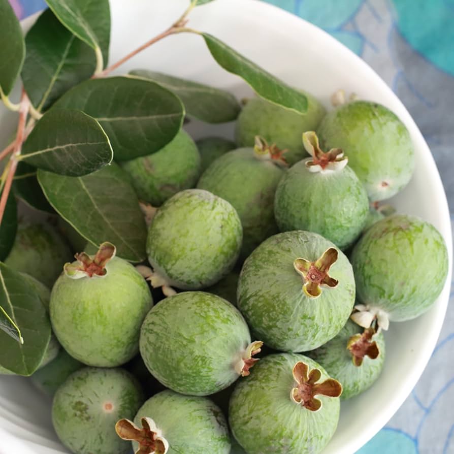 Pineapple Guava Feijoa sellowiana Seeds for Planting in Edible Garden Tropical Fruit Seeds for Home Gardens, Containers & Outdoor Growing