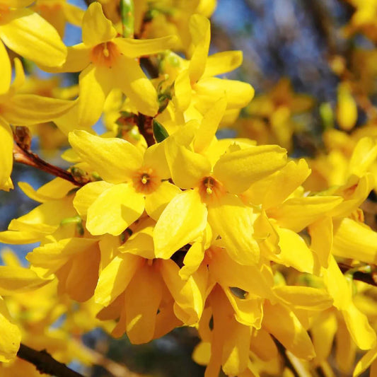 Forsythia Seeds for Planting Forsythia Suspensa flower bed landscape border Heirloom Non-GMO Seeds