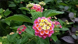 Lantana Lantana camara Flower Seeds for Planting in Flower Bed & Garden Heirloom Non-GMO Seeds