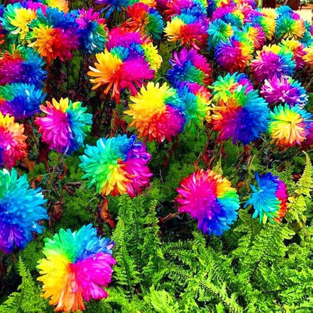 Rainbow Chrysanthemum Dendranthema grandiflorum Seeds for Planting Heirloom Non-GMO Seeds