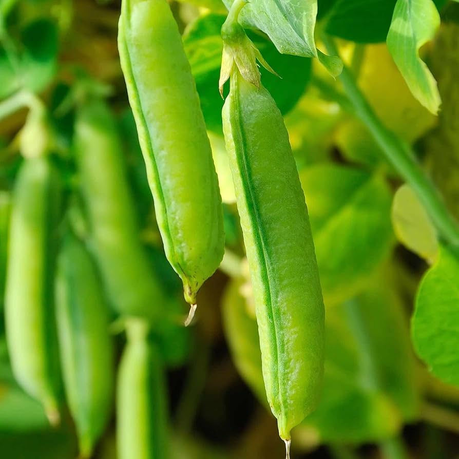 Sugar Snap Pea Pisum sativum Seeds for Planting in Vegetable Patch for Planting, Premium Vegetable Seeds | Heirloom Non-