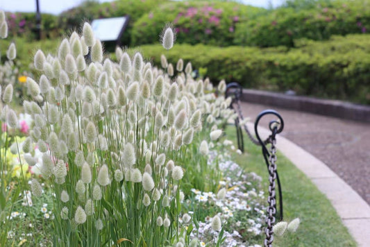 Bunny Tail Grass Seeds for Planting Lagurus ovatus for ornamental gardens and ground cover