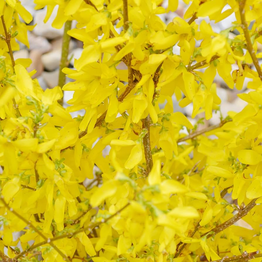 Forsythia Seeds for Planting Forsythia spp. for early spring gardens and hedges Heirloom Non-GMO Seeds