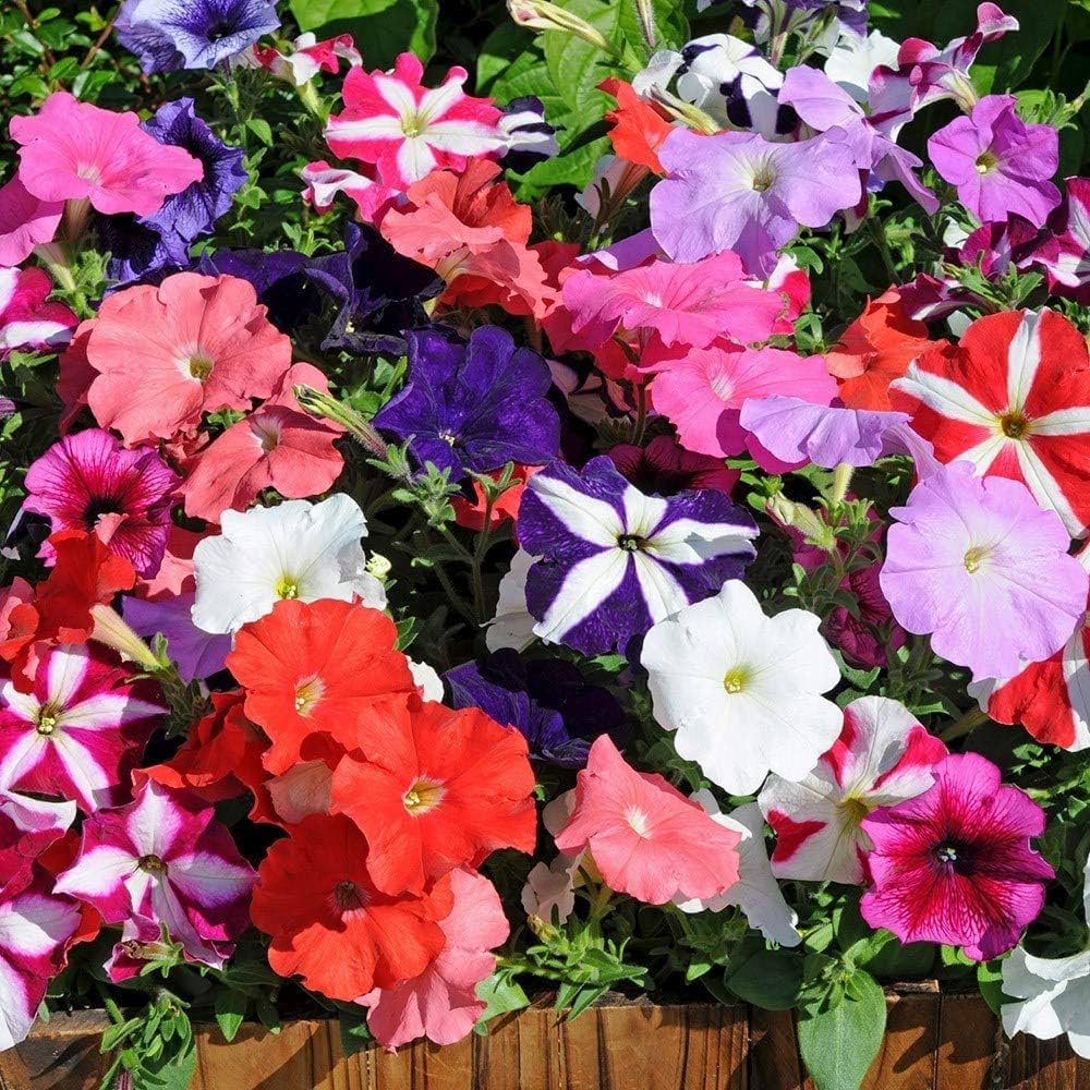 Petunia Seeds Petunia for Planting in Flower Bed & Garden Heirloom Non-GMO Seeds