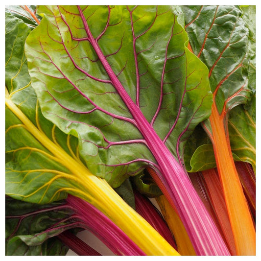 Swiss Chard Seeds for Planting Beta vulgaris for raised beds and vegetable gardens for Planting, Premium Seeds | Heirloo