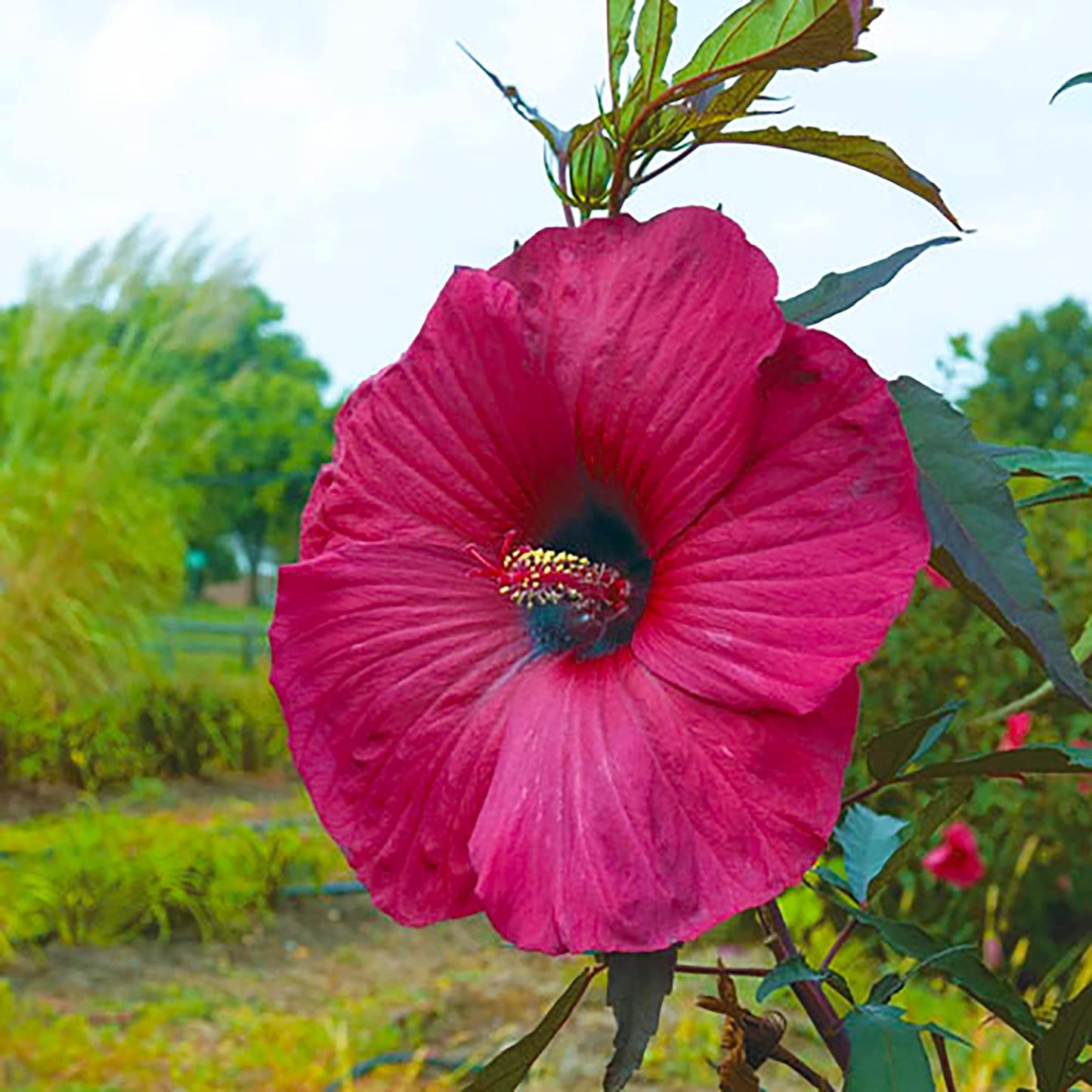 Hibiscus Moscheutos Hibiscus moscheutos Seeds for Planting in Water Garden Heirloom Non-GMO Seeds