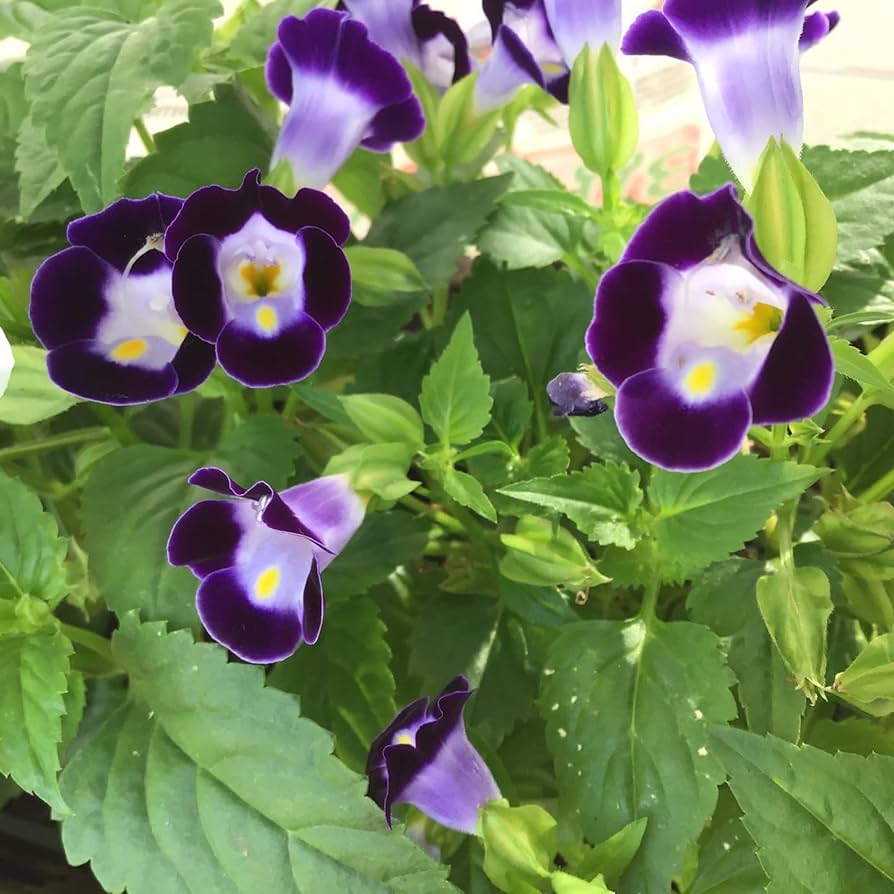 Wishbone Flower Torenia spp. Seeds for Planting in Flower Bed Heirloom Non-GMO Seeds
