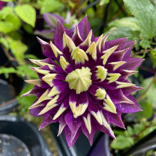 Clematis Seeds Clematis for Planting in Flower Bed & Garden Heirloom Non-GMO Seeds