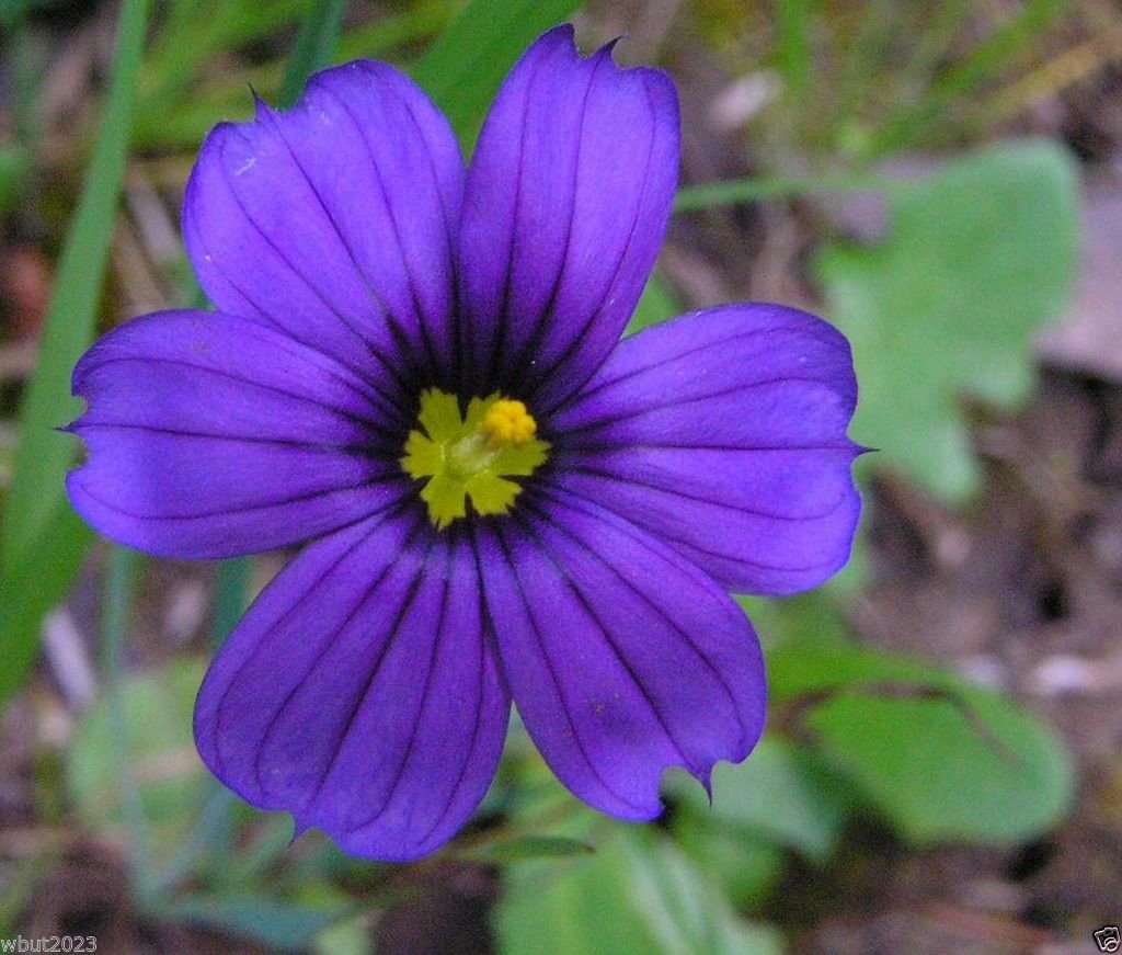Sisyrinchium Bellum Flower Seeds for Planting in Flower Bed Heirloom Non-GMO Seeds