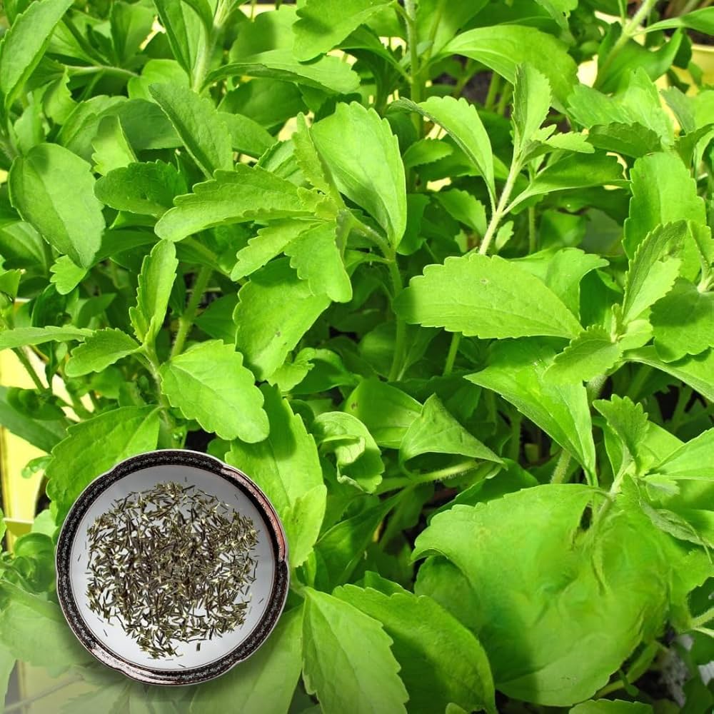 Stevia Rebaudiana Herbal Plant Seeds for Planting in Vegetable Patch | Heirloom Non-GMO Herb Seeds for Home Gardens