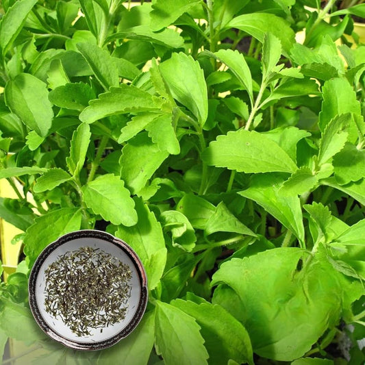 Stevia Rebaudiana Herbal Plant Seeds for Planting in Vegetable Patch | Heirloom Non-GMO Herb Seeds for Home Gardens