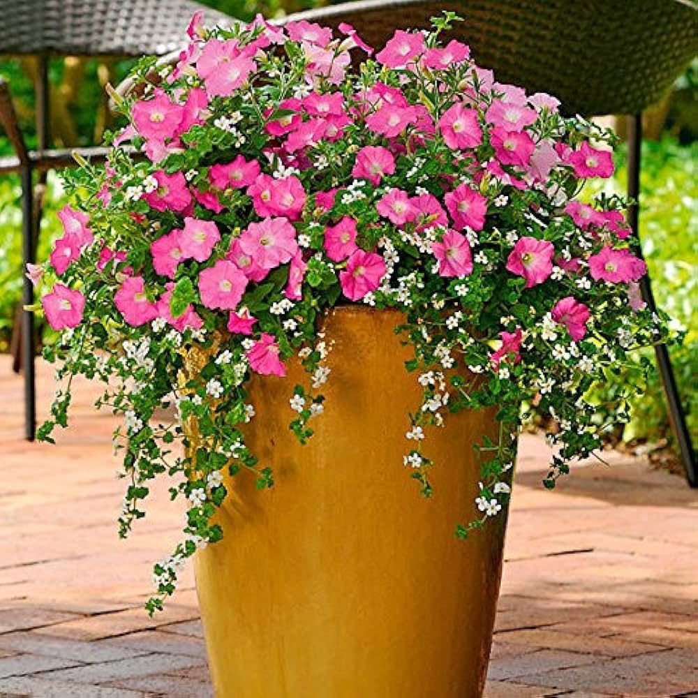 Double Petals Petunia Petunia spp. Seeds for Planting in Hanging Baskets Heirloom Non-GMO Seeds