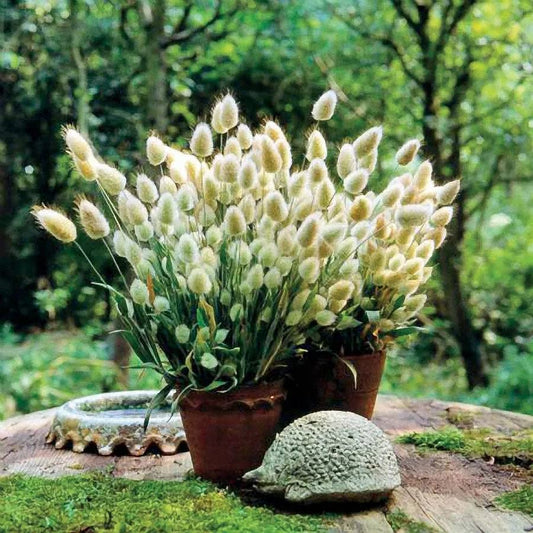 Bunny Tails Grass Seeds for Planting Lagurus ovatus for decorative gardens and flower beds