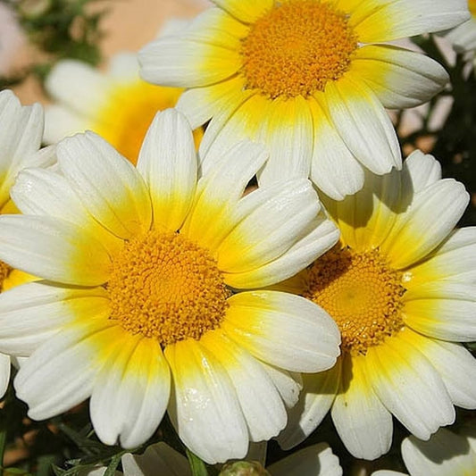Chrysanthemum Coronarium Garland Daisy Seeds for Planting in Flower Bed Heirloom Non-GMO Seeds