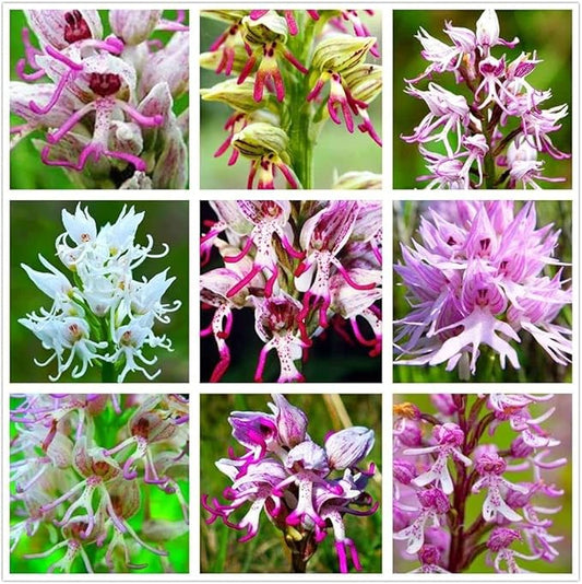 Mann Orchid Cymbidium spp. Seeds for Planting in Flower Bed & Garden Heirloom Non-GMO Seeds