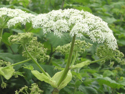 Heracleum Lanatum Flower seeds for Planting Long Bloom Season Heirloom & GMO Free Seeds for Home Garden Sale