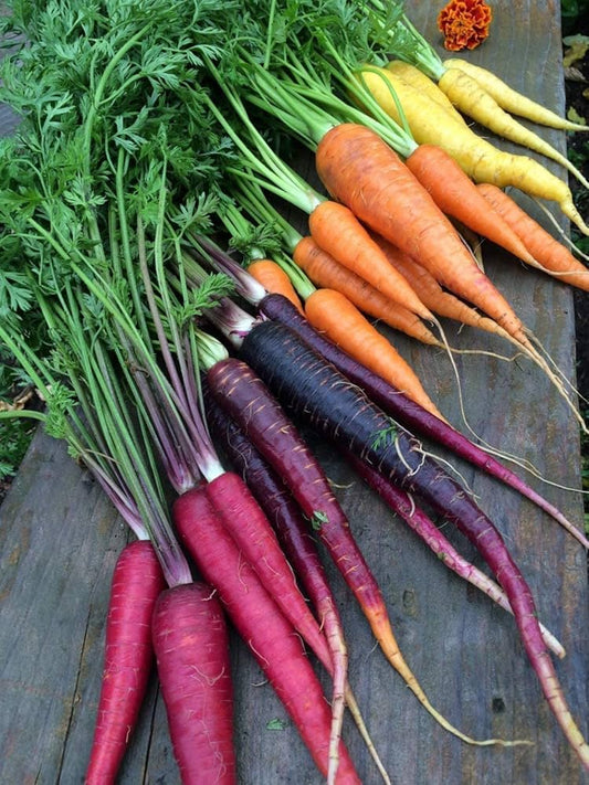 Rainbow Carrot Daucus carota Vegetable Seeds for Planting in Vegetable Patch for Planting, Premium Vegetable Seeds | Hei