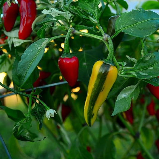 Fish Pepper Capsicum annuum Seeds for Planting in Vegetable Patch & Garden for Planting, Premium Vegetable Seeds | Heirl