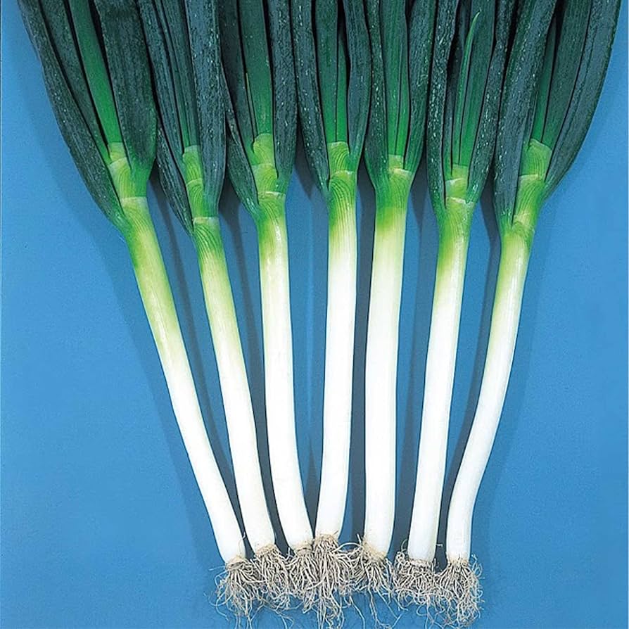Bundles Onion Ishikura Allium fistulosum Seeds for Planting in Vegetable Patch for Planting, Premium Vegetable Seeds | H