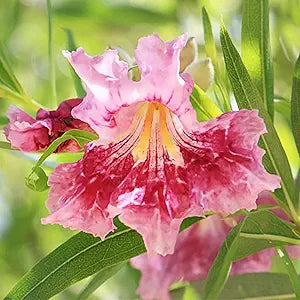 Desert Willow Chilopsis linearis Flower Seeds for Planting in Xeriscape & Landscape Heirloom Non-GMO Seeds